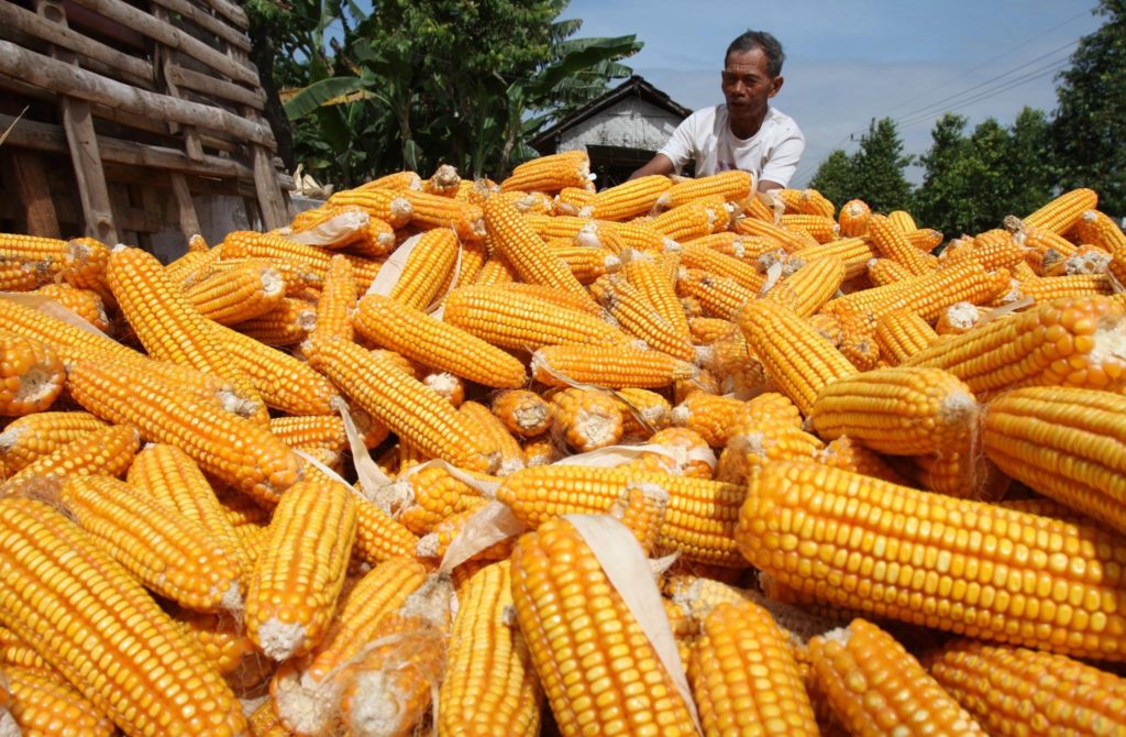 manfaat konsumsi jagung