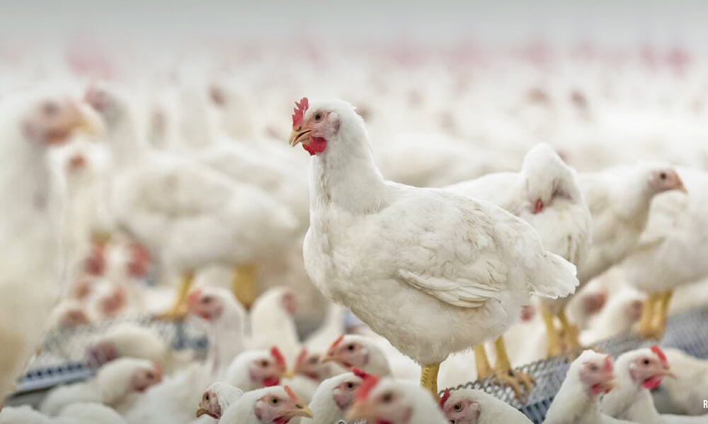 Usaha Perontok Bulu Ayam, Peluang yang Menguntungkan post thumbnail image