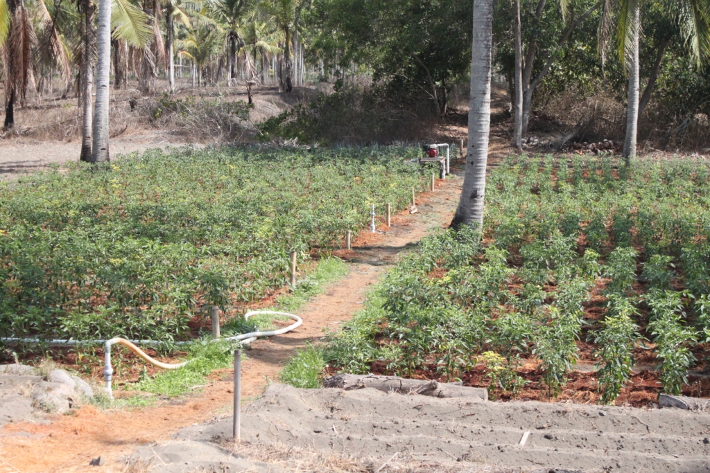Program Magang Pelatihan Cocomesh di Kampus Hijau