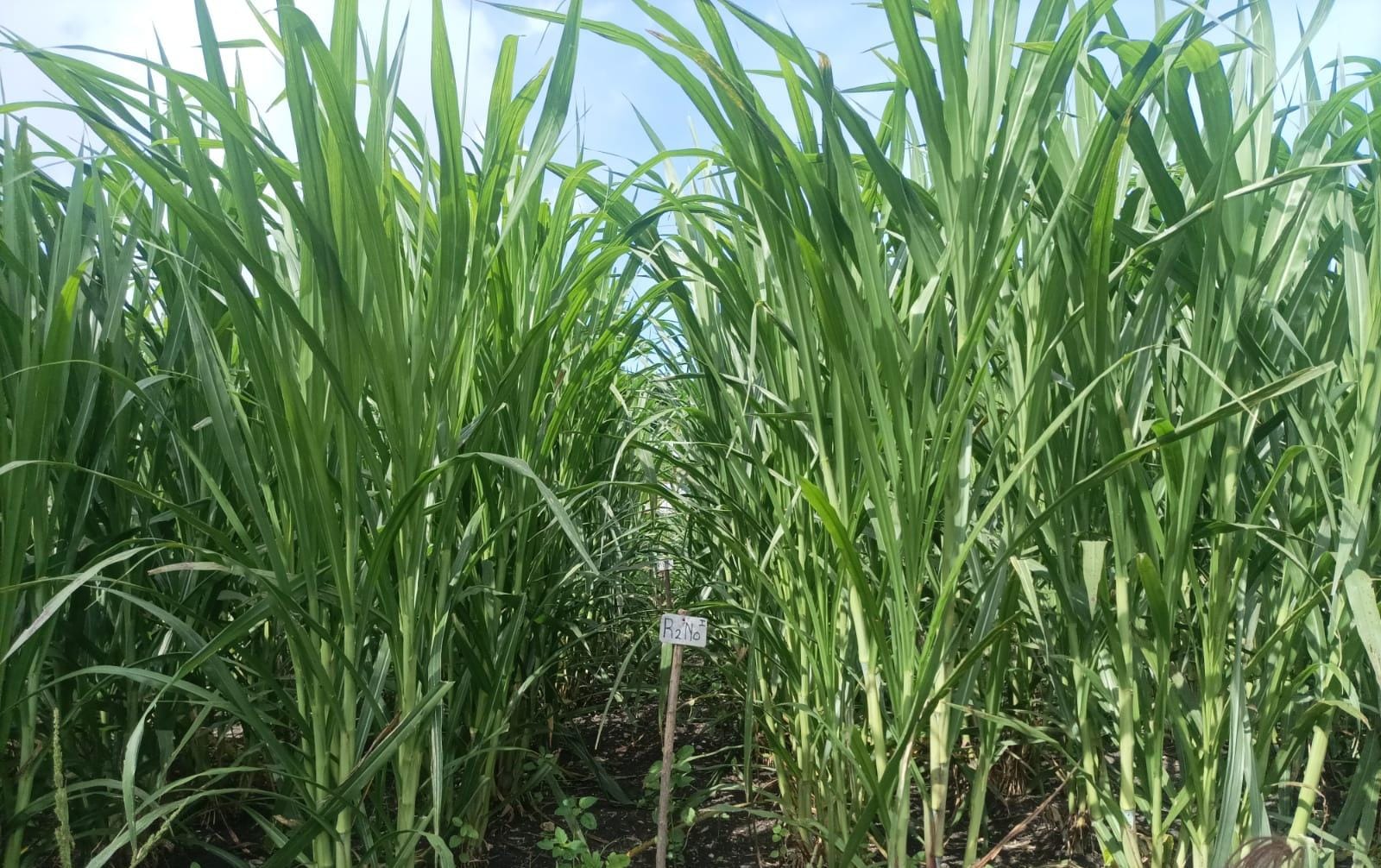 rumput hijauan biaya ekonomis