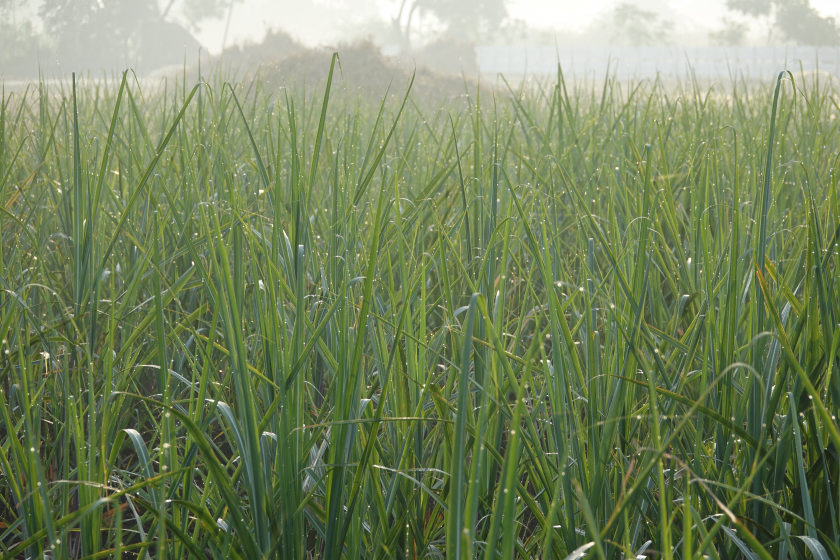 rumput hijau lokal unggulan