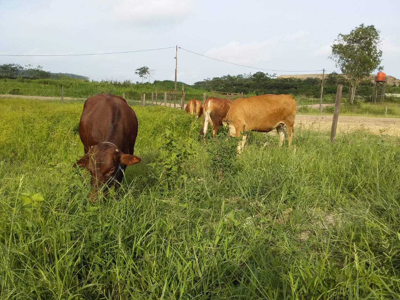 hijauan palatabel ternak