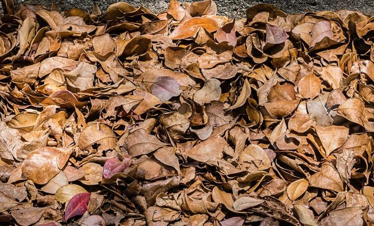 memanfaatkansampah organik kering