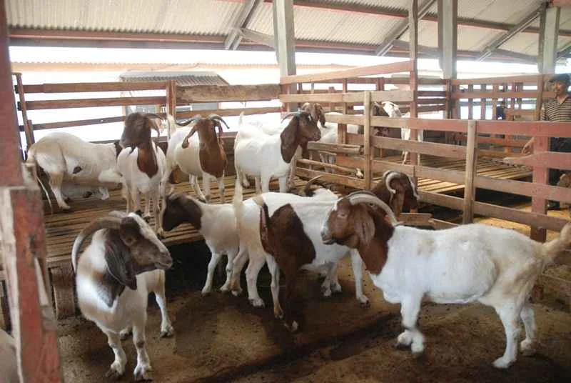 Peluang Bisnis Ternak Kambing