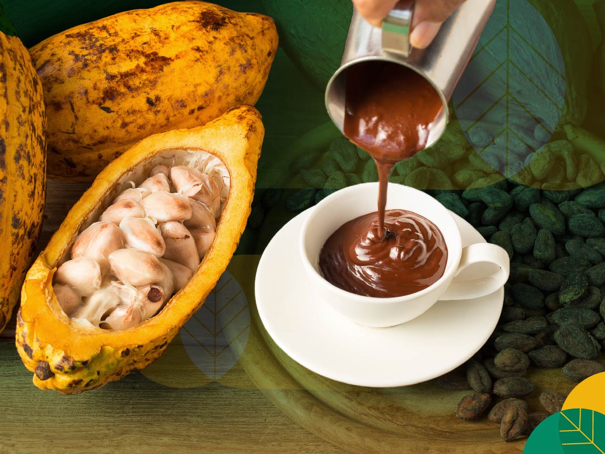 Cara Membuat Coklat dari Kakao Rumahan