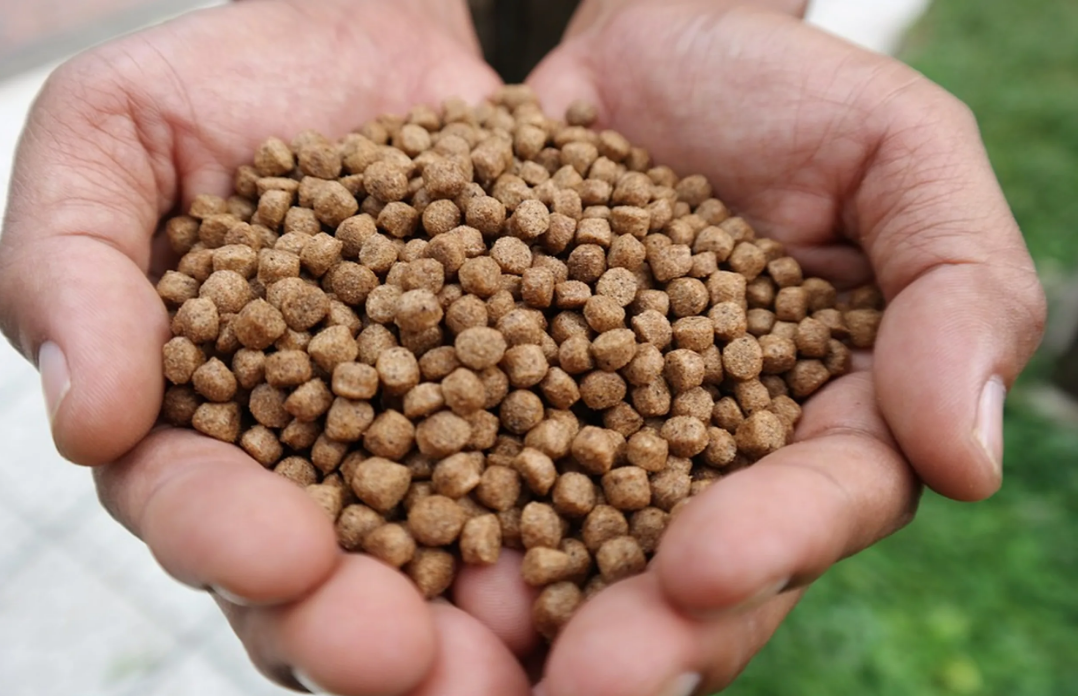 Cara Membuat Pelet Ikan Apung Berkualitas