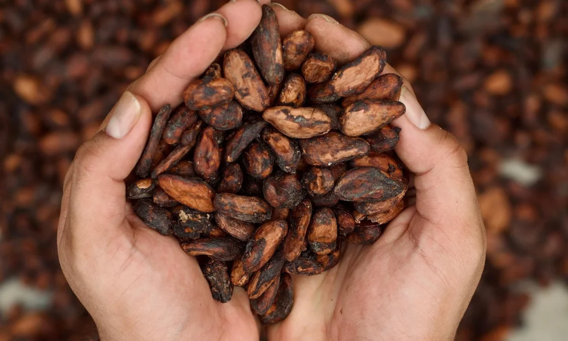 Cara Mengolah Biji Kakao Berkualitas