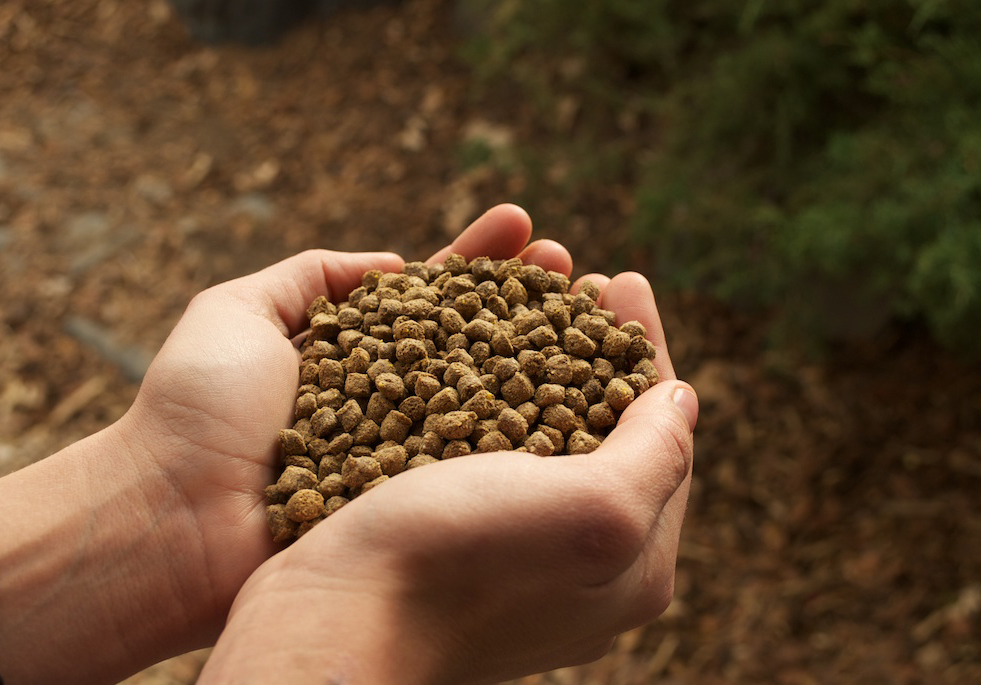 peluang bisnis pakan ikan