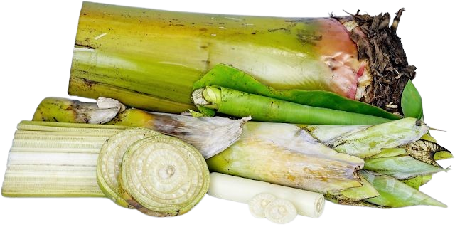 cara bikin pakan fermentasi dari gedebog