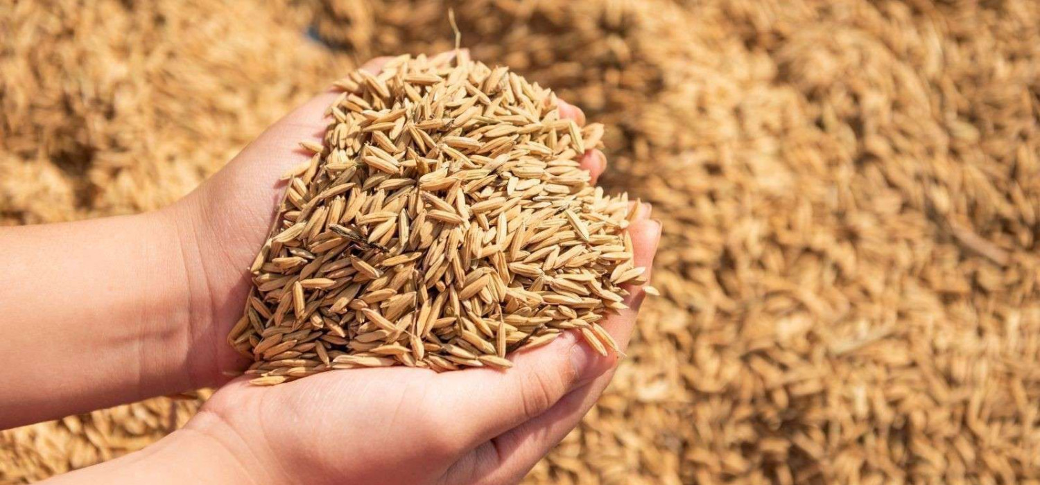 Mesin Perontok Padi Hemat Tenaga untuk Panen Lebih Efisien post thumbnail image