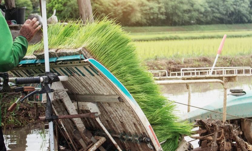 jasa giling padi di sawah