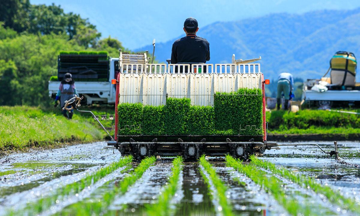 Alat Bantu untuk Menanam Padi: Solusi Petani post thumbnail image