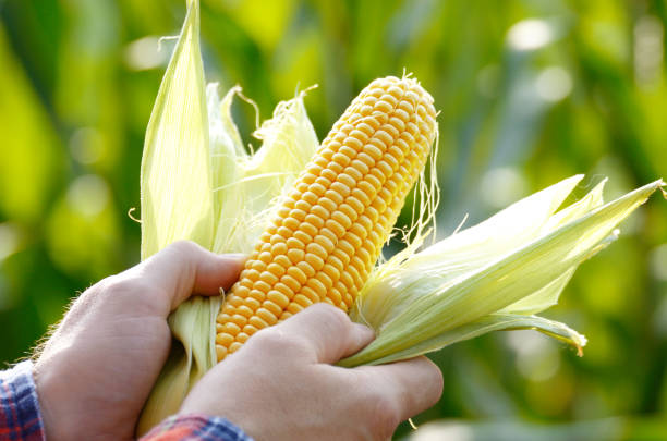proses jagung dari panen