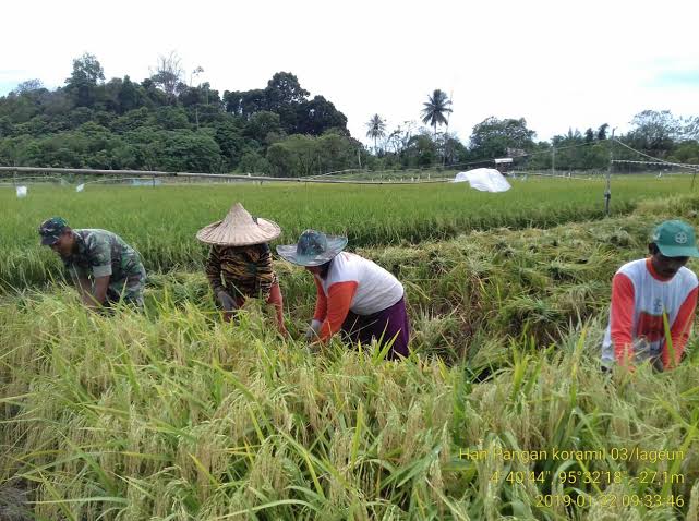 tips memotong padi agar hasil maksimal