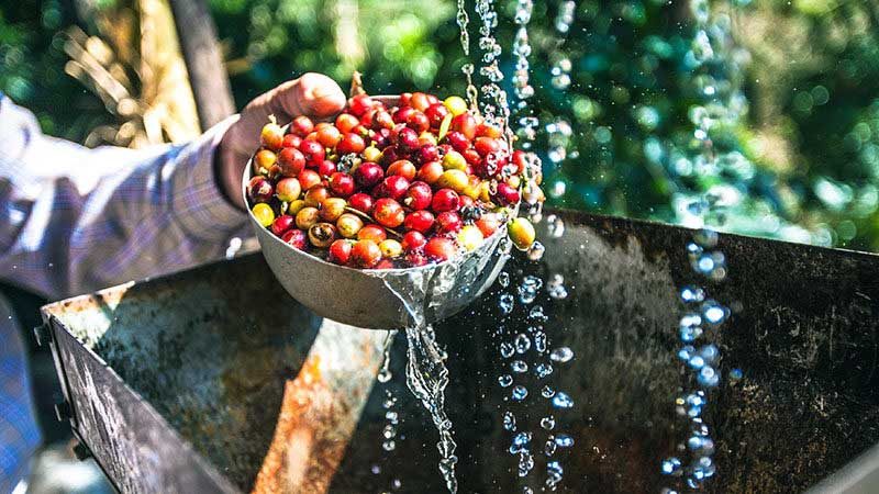 tahapan pengolah kopi dari panen hingga pengeringan