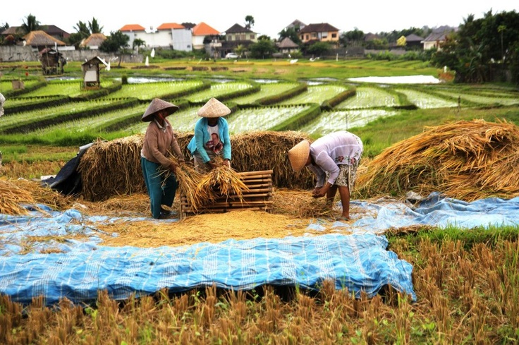 Tanda Padi Siap untuk Dipanen yang Perlu Diperhatikan post thumbnail image