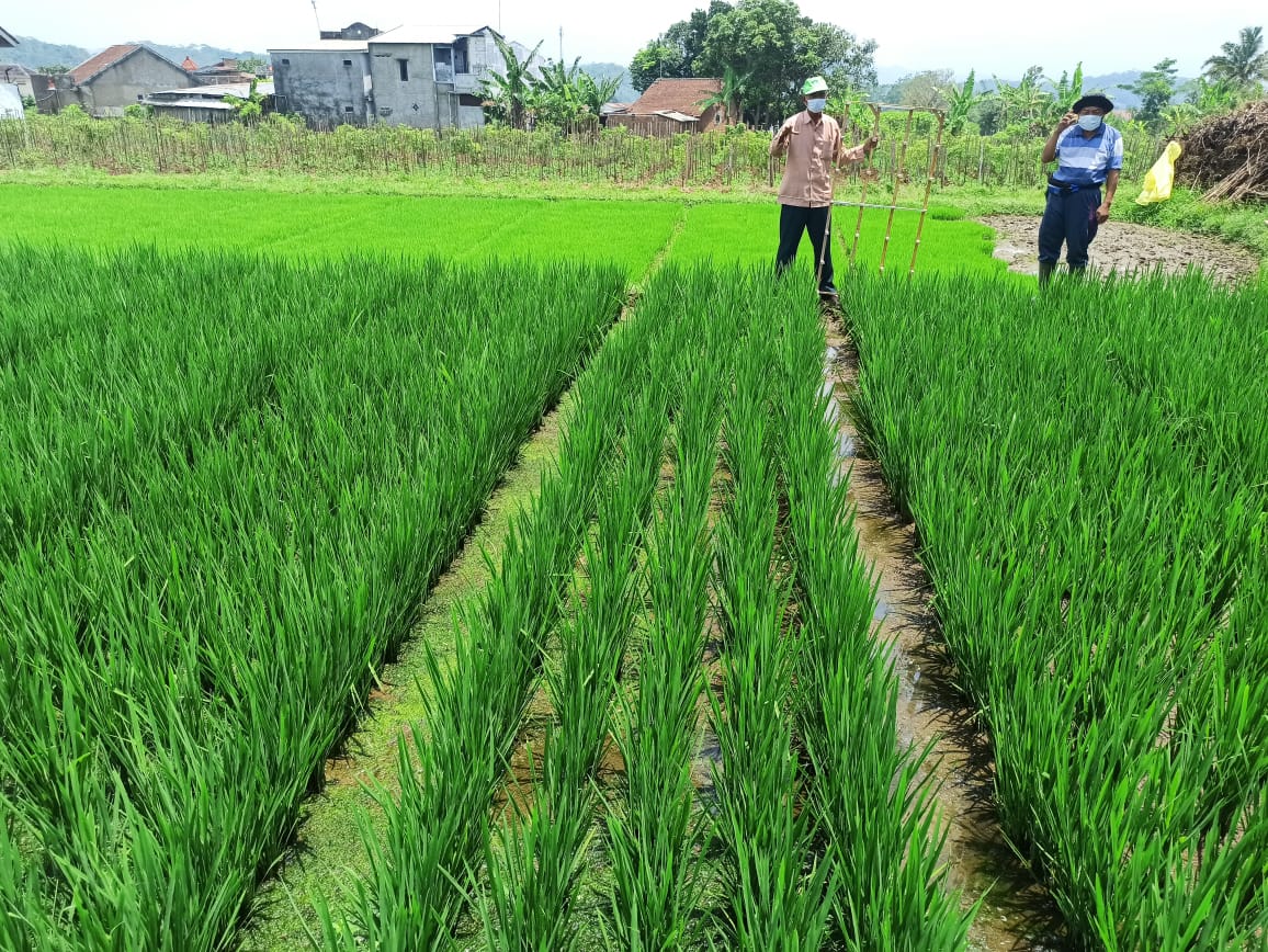 persiapan mesin tanam padi 4 baris sebelum digunakan