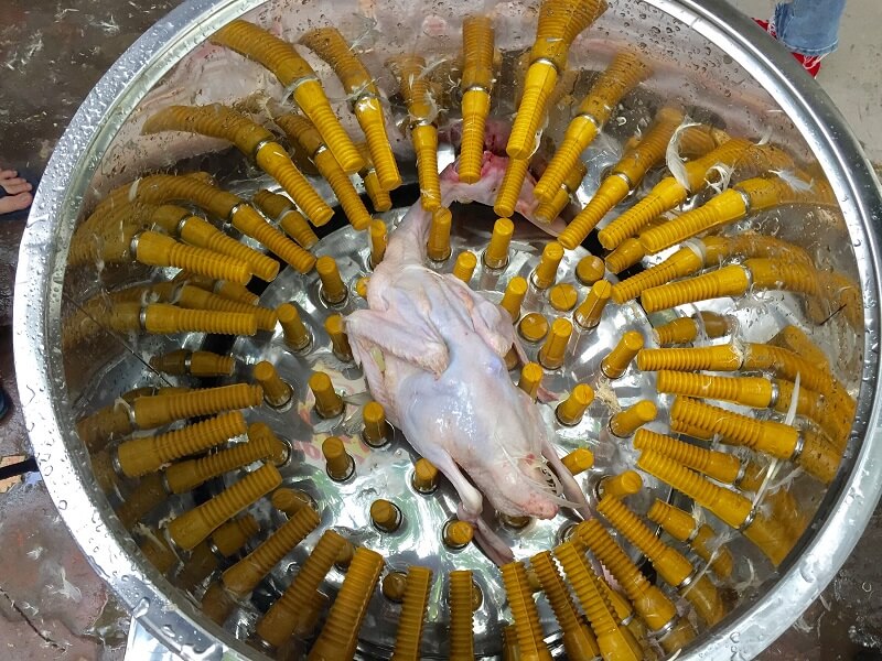 cara mempercepat pencabutan bulu ayam