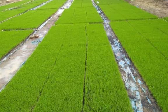 Persiapan Bibit Padi Kering Sebelum Tanam