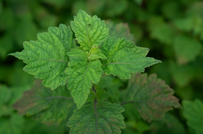 daun nilam