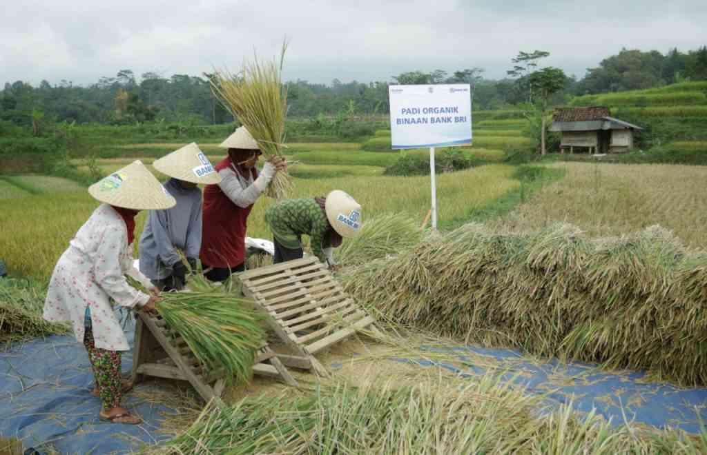 cara merontokkan padi dengan cepat