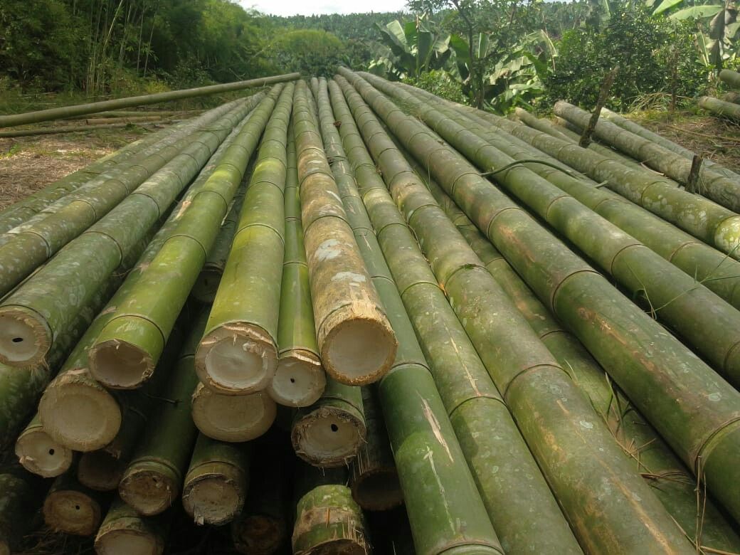 Cara Mengeringkan Bambu Sebelum Produksi Kualitas Terjaga post thumbnail image