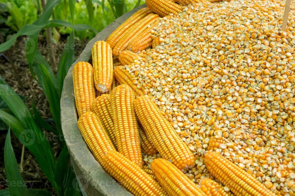 Pemanfaatan Tebon Jagung untuk Ternak sebagai Sumber Hijauan post thumbnail image