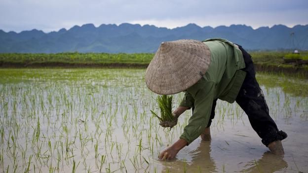 Cara Menerapkan Sistem Jajar Legowo agar Tanaman Padi Teratur post thumbnail image