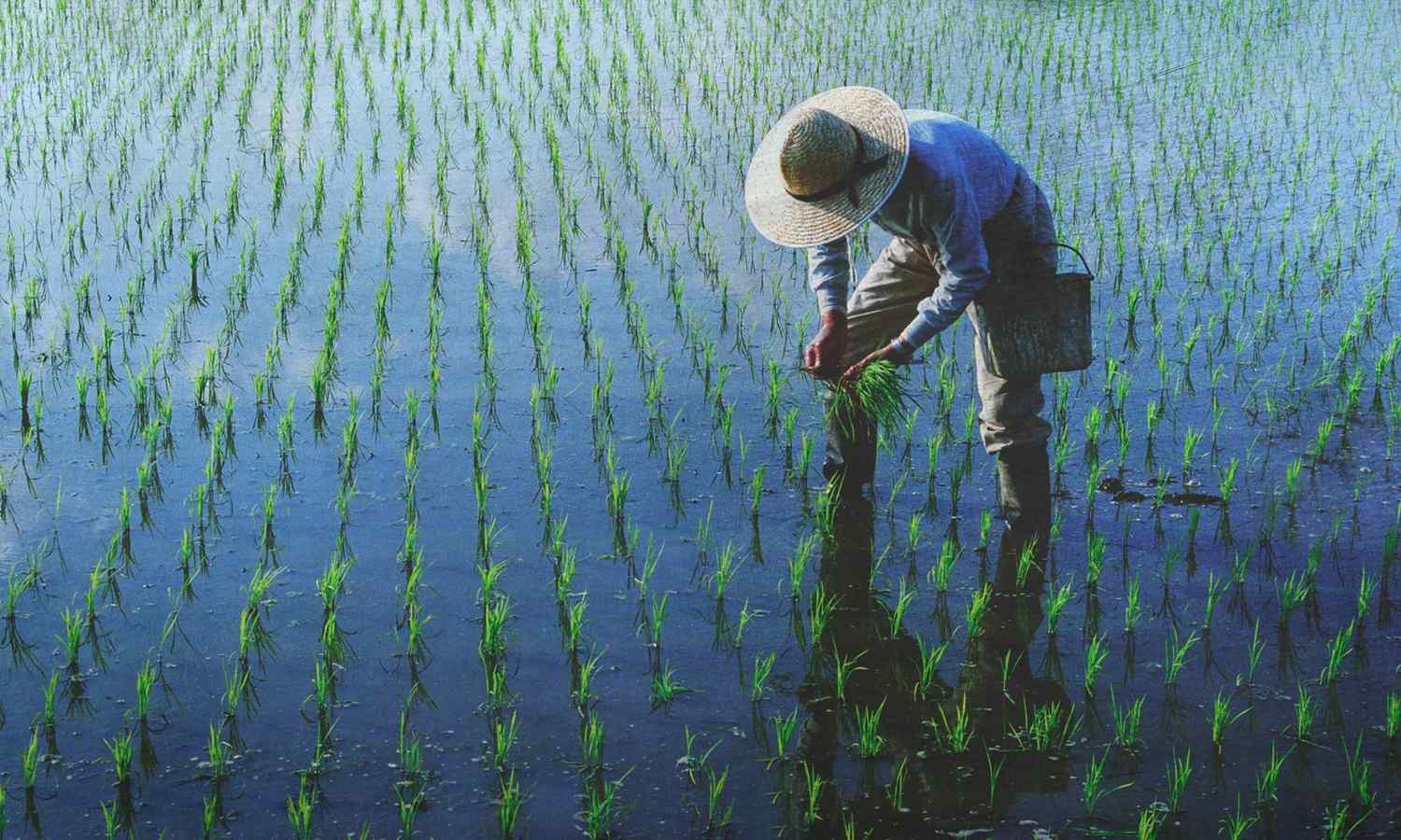 cara menghitung biaya tanam padi