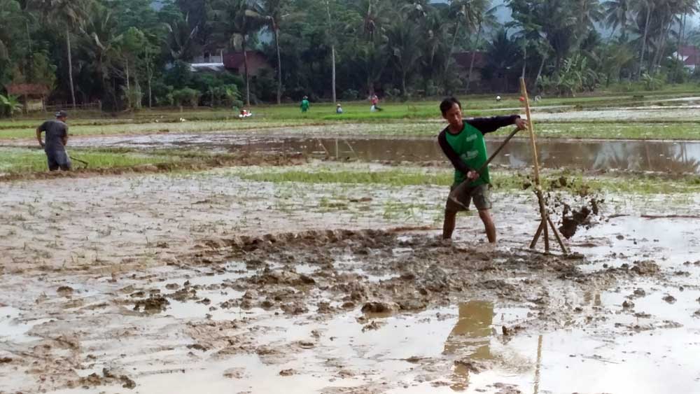 perbedaan cultivator dan traktor untuk pertanian